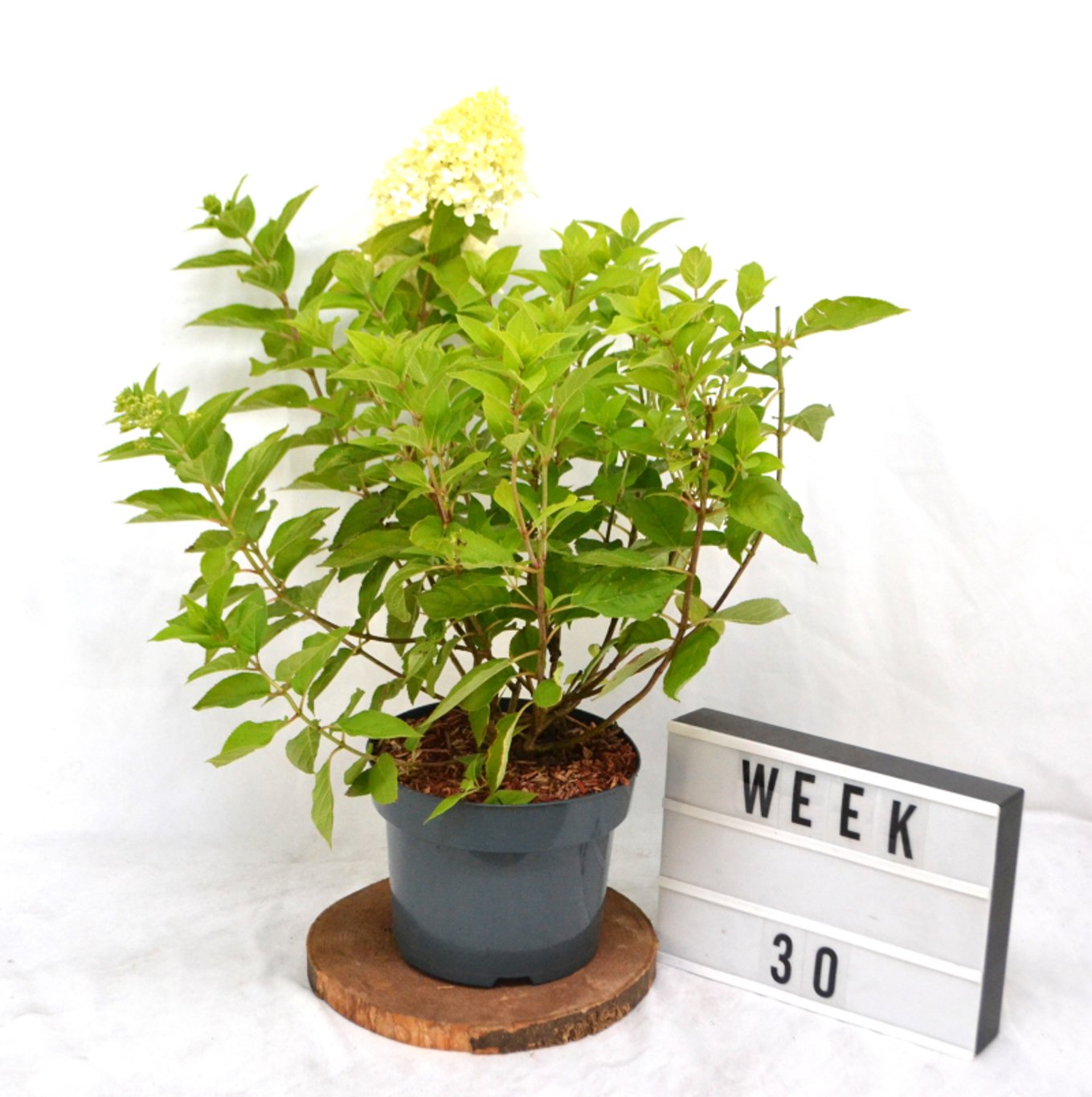 Hydrangea pan. 'Limelight' - C5 40-50 CM